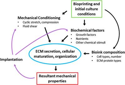 Mechanical Considerations of Bioprinted Tissue